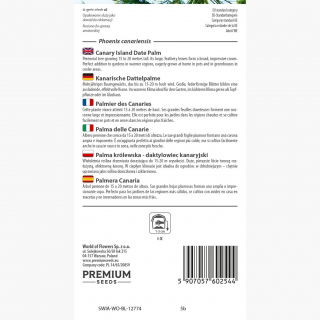 Palma królewska - 5 nasion