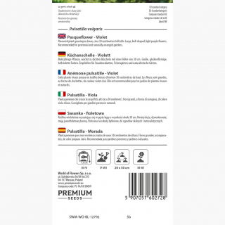 Sasanka - Anemone pulsatilla - fioletowa