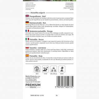 Sasanka - Anemone pulsatilla - czerwona