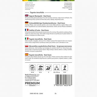 Aksamitka wąskolistna brązowoczerwona - 600 nasion