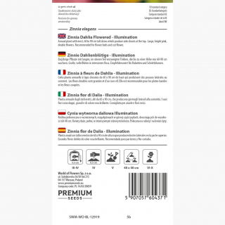 Cynia wytworna daliowa Illumination - 120 nasion