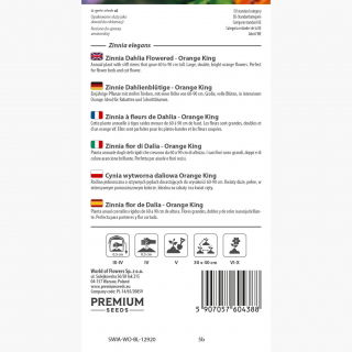 Cynia wytworna daliowa Orange King - 120 nasion