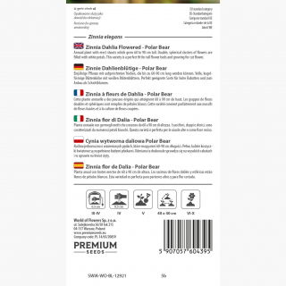 Cynia wytworna daliowa Polar Bear - 120 nasion