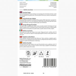 Szałwia szkarłatna - 210 nasion