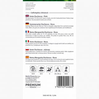 Aster Duchesse różowy