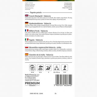 Aksamitka rozpierzchła niska Valencia