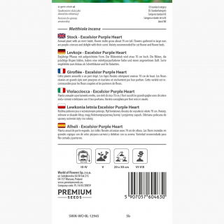 Lewkonia letnia Excelsior ciemnośliwkowa