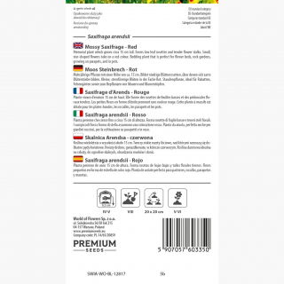 Skalnica czerwona - czerwony dywan w ogrodzie!