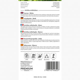 Krwawnik pospolity - czysta biel, wysoka zawartość olejków eterycznych