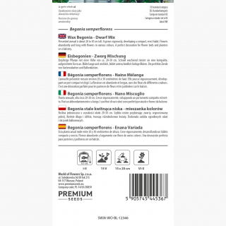 Begonia stale kwitnąca niska - mieszanka kolorów