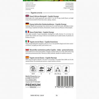 Aksamitka wzniesiona niska pełna Cupido - pomarańczowa