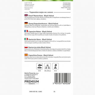Nasturcja niska Black Velvet