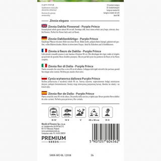 Cynia wytworna daliowa Purple Prince