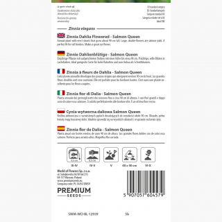 Cynia wytworna daliowa Salmon Queen