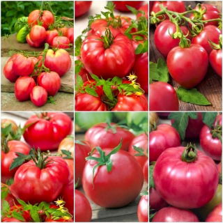 Pomidor malinowy - zestaw 1 - 6 odmian nasion warzyw