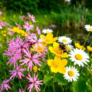 Rośliny miododajne - mieszanka bylin na tereny wilgotne - 1000 g