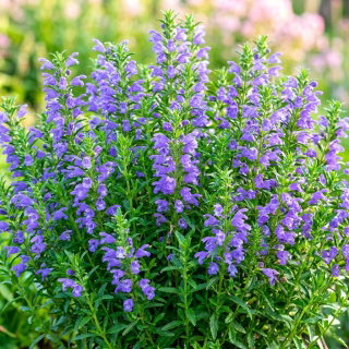 Pszczelnik mołdawski - ekoschematy miododajne, dotacje ARiMR - 1 kg nasion