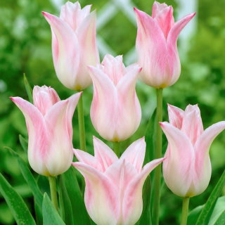 Tulipan Ballade Lady - GIGA paczka! - 250 cebulek