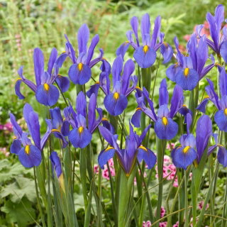 Irys holenderski - Mickey Ocean - GIGA paczka! - 500 cebulek