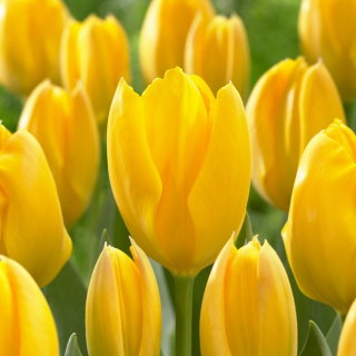 Tulipan Golden Purissima - 5 cebulek