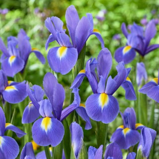 Irys holenderski - Blue Magic - 10 cebulek