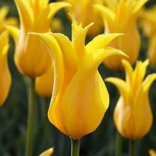 Tulipan Inimitable - duża paczka! - 50 cebulek