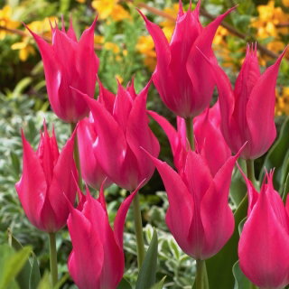 Tulipan liliokształtny różowy - Lilyflowering pink - 5 cebulek