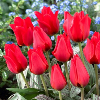 Tulipan March of Time - 5 cebulek