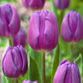 Tulipan fioletowy - Purple - 5 cebulek