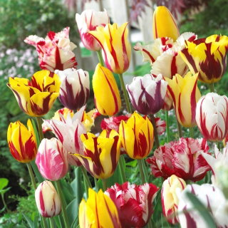Tulipan Rembrandt mix - GIGA paczka! - 250 cebulek