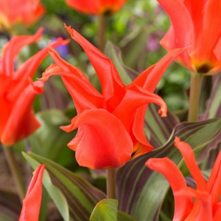 Tulipan Rigas Barikades - 5 cebulek