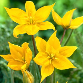 Tulipan Sylvestris - 5 cebulek