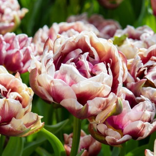 Tulipan Wyndham - duża paczka! - 50 cebulek