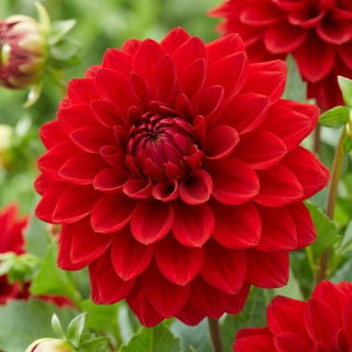 Dalia czerwona - Dahlia Red - duża paczka! - 10 szt.