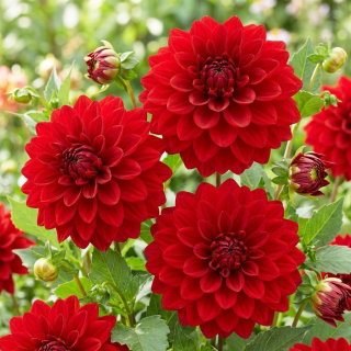 Dalia czerwona - Dahlia Red - duża paczka! - 10 szt.