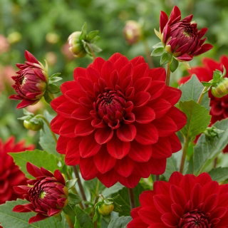 Dalia czerwona - Dahlia Red