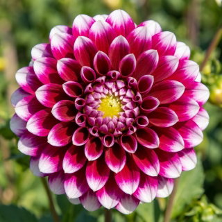 Dalia - Edinburgh - duża paczka! - 10 szt.