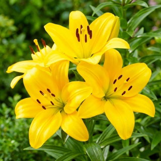 Lilia - Lentella - 1 cebulka