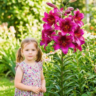 Lilia drzewiasta OT Purple Prince - 1 cebula