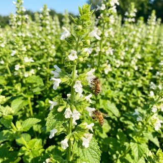 Melisa lekarska - roślina miododajna - 1 kg