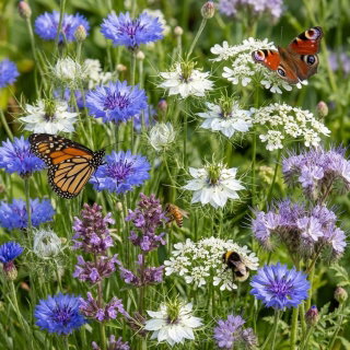 Mieszanka roślin miododajnych - 10 kg (na 1 hektar uprawy) - zgodna z wytycznymi MRiRW - ekoschematy, nasiona na dotacje ARiMR