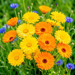 Nagietek lekarski - roślina miododajna - 1 kg