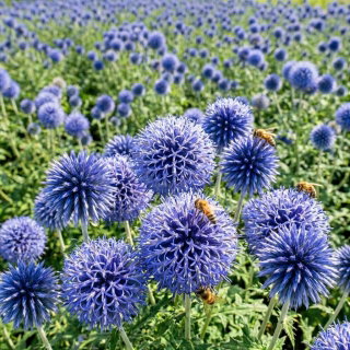 Przegorzan - ekoschematy miododajne, dotacje ARiMR - 1 kg nasion