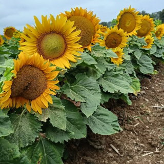 Słonecznik ozdobny Sunspot - karłowy