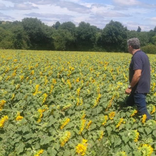 Słonecznik ozdobny Sunspot - karłowy - nadaje się do uprawy na dopłaty - 100 gram