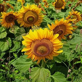 Słonecznik ozdobny Sunspot - karłowy