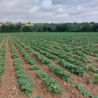 Słonecznik ozdobny Sunspot - karłowy