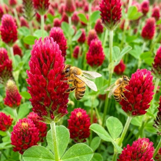 Koniczyna krwistoczerwona Inkarnatka - miododajna, ozdobna, paszowa, doskonała na poplon i zielony nawóz - 1 kg