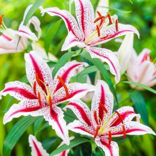 Lilia orientalna - Dizzy - GIGA paczka! - 50 szt.