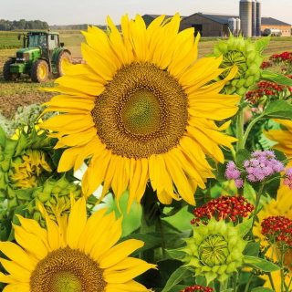 Słonecznik ozdobny Sunspot - karłowy - nadaje się do uprawy na dopłaty - 1 kg